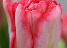 Tulipa Princess Angelique (3)